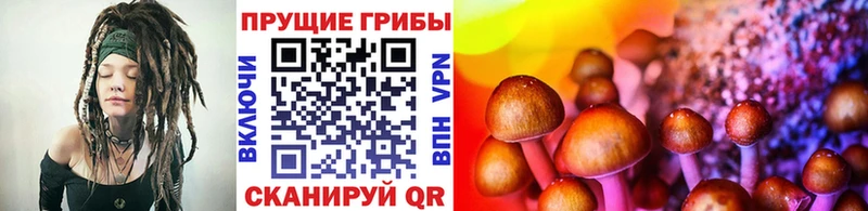 Купить где Балей Псилоцибиновые грибы Psilocybine cubensis